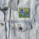 Badge Carré 5 Cm Joli Blue Scrub Jay Bird Photo (En situation)