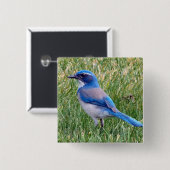 Badge Carré 5 Cm Joli Blue Scrub Jay Bird Photo (Devant & derrière)