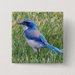 Badge Carré 5 Cm Joli Blue Scrub Jay Bird Photo
