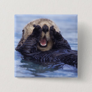 Badge Carré 5 Cm Jolie loutre de mer   Alaska, États-Unis