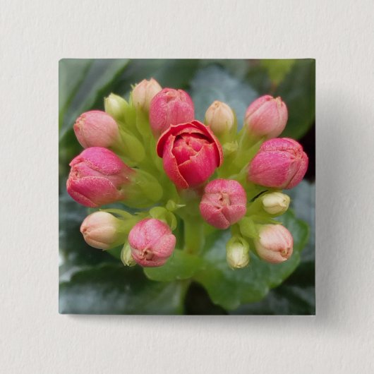 Badge Carré 5 Cm Kalanchoe Buds (Devant)