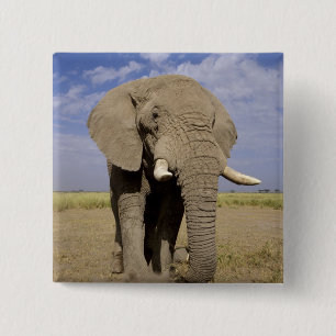 Badge Carré 5 Cm Kenya : parc national d'Amboseli, éléphant mâle
