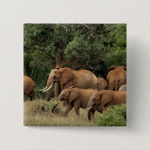 Badge Carré 5 Cm Kenya : parc national de Tsavo East, troupeau d'Af