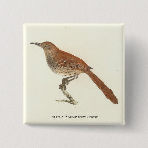 Badge Carré 5 Cm La Grive Brown ou le Trasher Brown, New York Birds