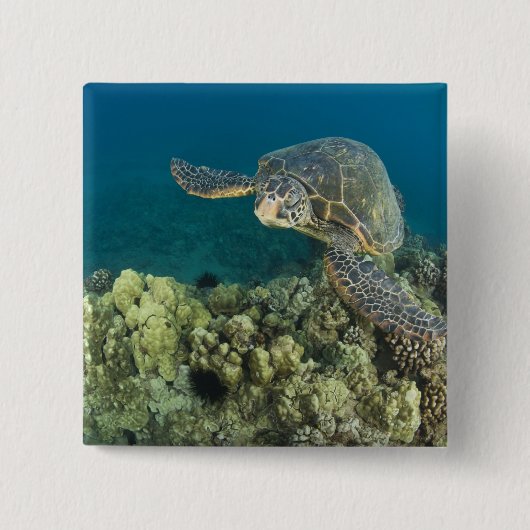 Badge Carré 5 Cm La tortue verte, (Chelonia mydas), est le (Devant)