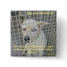 La tristesse que l'on voit chez un chien de refuge