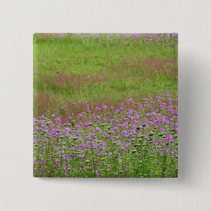 Badge Carré 5 Cm Lace de la Reine (Daucus carota) en croissance