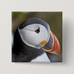 Badge Carré 5 Cm Le Macareux atlantique, un oiseau de mer pélagique