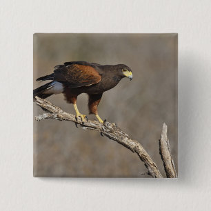 Badge Carré 5 Cm Le rapace été perché par faucon de Harris
