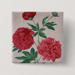 Badge Carré 5 Cm Les pivoines, plaquent 46 du Florilegium de Nassau