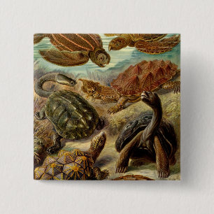 Badge Carré 5 Cm Les tortues Haeckel