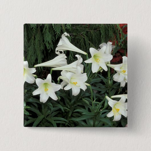 Badge Carré 5 Cm Lily de Pâques (Lilium regale) (Devant)