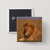 Badge Carré 5 Cm Lion (Devant & derrière)