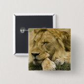 Badge Carré 5 Cm Lion d'Afrique, Lion panthère, endormi (Devant & derrière)