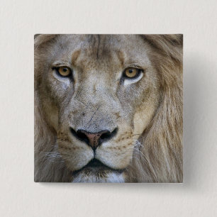 Badge Carré 5 Cm Lion mâle adulte au zoo de Sacramento, Californie