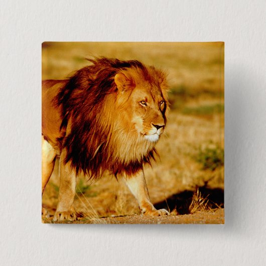 Badge Carré 5 Cm Lion solitaire (Devant)
