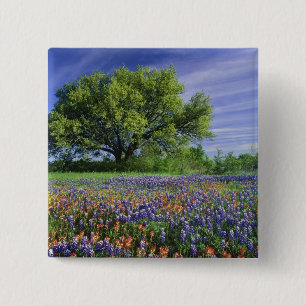 Badge Carré 5 Cm Live Oak & Texas Paintbrush et Texas