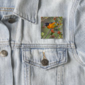 Badge Carré 5 Cm Loriole de Baltimore (En situation)