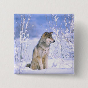 Badge Carré 5 Cm Loup gris assis dans la neige, Canis lupus,