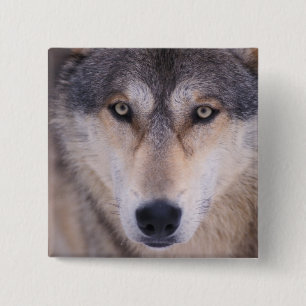 Badge Carré 5 Cm loup gris, Canis lupus, gros plan des yeux