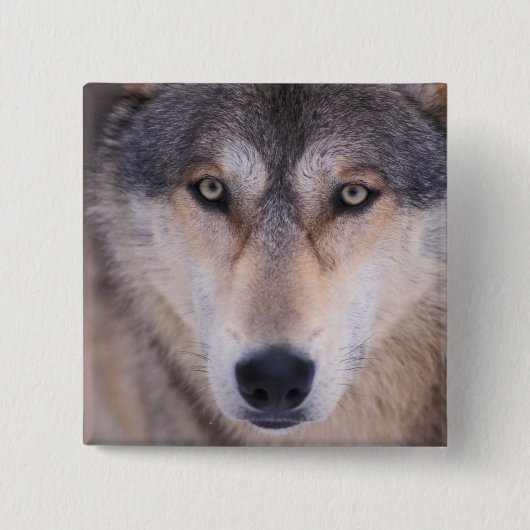 Badge Carré 5 Cm loup gris, Canis lupus, gros plan des yeux (Devant)