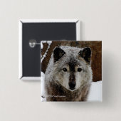 Badge Carré 5 Cm Loup gris dans la neige (Devant & derrière)