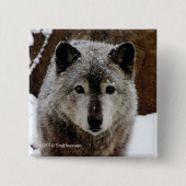 Badge Carré 5 Cm Loup gris dans la neige (Devant)