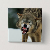 Badge Carré 5 Cm Loup gris narling (Devant)