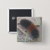 Badge Carré 5 Cm L'ours Caterpillar laineux se boutonnent (Devant & derrière)