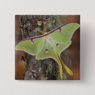 Badge Carré 5 Cm Luna Moth en soie