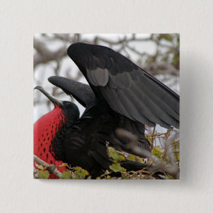 Badge Carré 5 Cm Magnifique Frigate Bird
