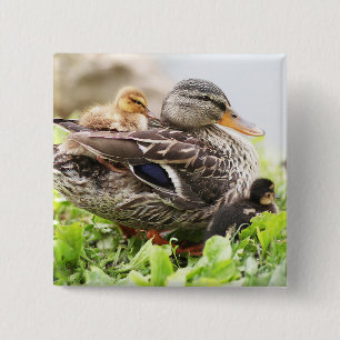 Badge Carré 5 Cm Mallard femelle entouré par des canetons