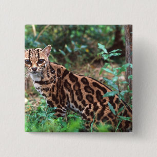 Badge Carré 5 Cm Margay, Leopardus wiedi, Originaire du Mexique jus