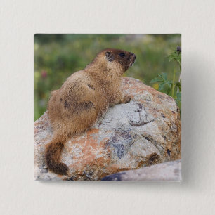 Badge Carré 5 Cm Marmotte à ventre jaune, Marmota flaviventris,