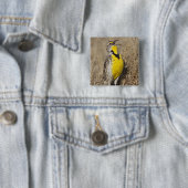 Badge Carré 5 Cm Meadowlark occidental (Strunella négligecta) (En situation)
