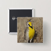 Badge Carré 5 Cm Meadowlark occidental (Strunella négligecta) (Devant & derrière)