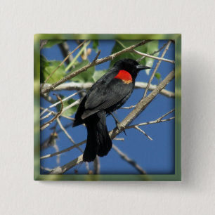 Badge Carré 5 Cm Merle à ailes rouges