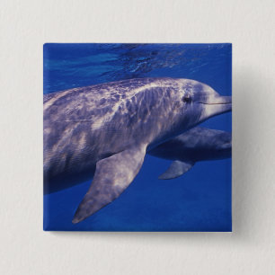 Badge Carré 5 Cm Mexique, Cozumel. Grand dauphin, Tursiops 2