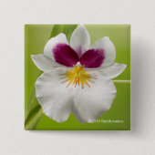 Badge Carré 5 Cm Miltoniopsis Roezlii (orchidées de pensée) (Devant)