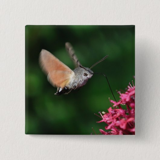 Badge Carré 5 Cm Mite de colibri planant (Devant)
