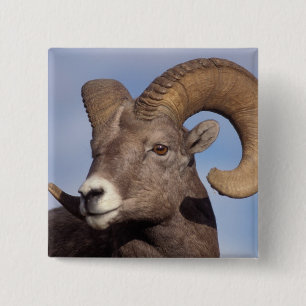 Badge Carré 5 Cm mouflon canadien, mouflon d'Amérique, Ovis canaden