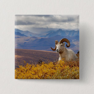 Badge Carré 5 Cm mouflons, Ovis dalli, bélier