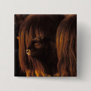 Badge Carré 5 Cm muskox, Ovibos moschatus, veau nouveau-né