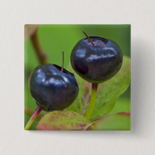 Badge Carré 5 Cm Myrtille mûre dans la forêt nationale de Flathead 