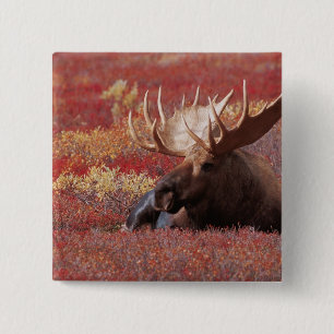 Badge Carré 5 Cm N.A., États-Unis, Alaska, Parc national Denali, Ta