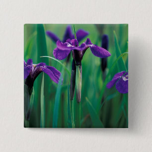 Badge Carré 5 Cm NA, États-Unis, Alaska, île Knight, Iris sauvage