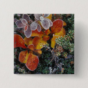 Badge Carré 5 Cm NA, États-Unis, Alaska. Parc national de Denali. R