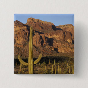Badge Carré 5 Cm NA, États-Unis, Arizona. Organ Pipe Cactus Nationa