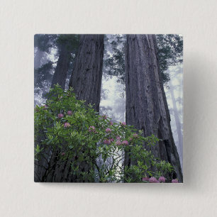 Badge Carré 5 Cm NA, USA, Californie. Parc d'état de la côte del 