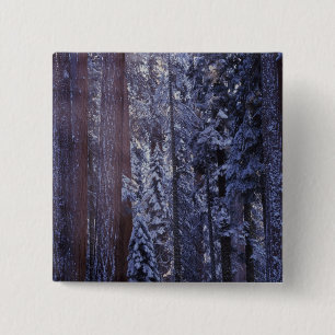 Badge Carré 5 Cm NA, USA, Californie. Parc national de Sequoia.2